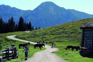 Postalm, Weide mit Pferden, (c) Wolfgangsee Tourismus